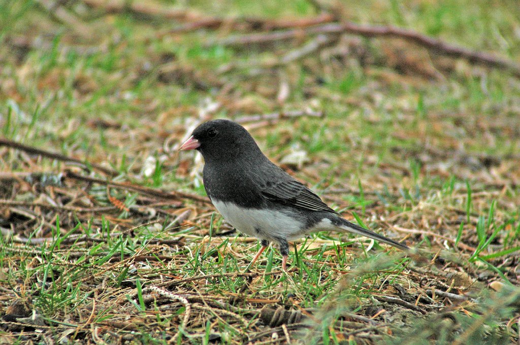 Junco, Dark-eyed, 2006-04149794 Wachusette Meadows, MA.JPG - Dark-eyed Junco, Wachusett Meadow Wildlife Sanctuary, MA, 4-2006